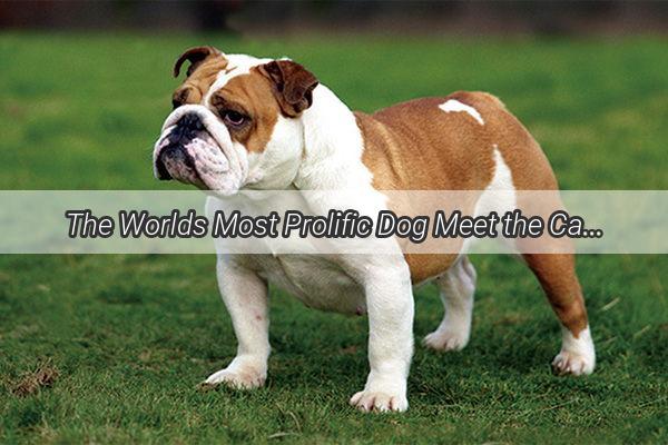 The Worlds Most Prolific Dog Meet the Canine Champion of the Litter World